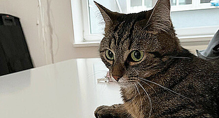 Katze